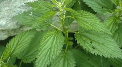 bylinné odvary na liečbu kŕčových žíl