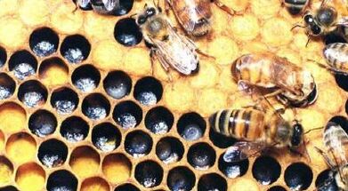 liečba kŕčových žíl včelími produktmi