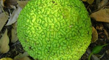 recepty na infúzie na liečbu kŕčových žíl